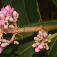 Medinilla multiflora Merr.